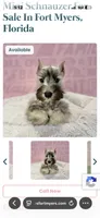Milo , a male Miniature Schnauzer for sale in Cape Coral, FL – 4 of 4