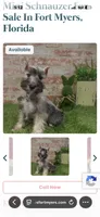 Milo , a male Miniature Schnauzer for sale in Cape Coral, FL – 2 of 4