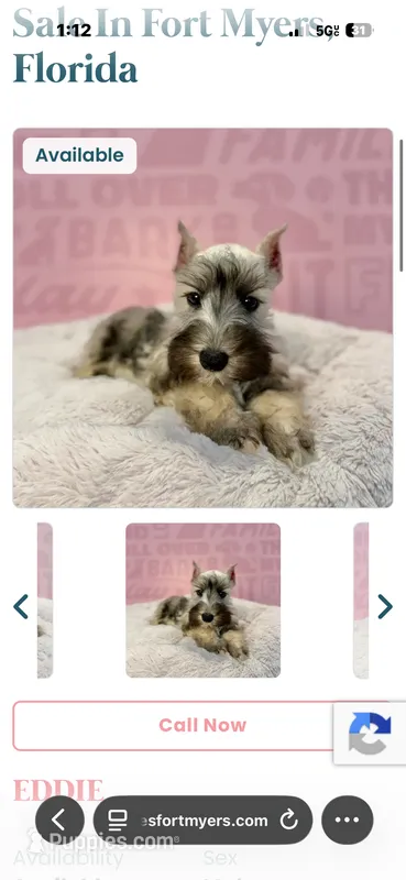 Milo  – Miniature Schnauzer puppy for sale in Cape Coral, FL