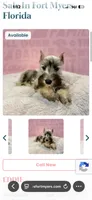 Milo , a male Miniature Schnauzer for sale in Cape Coral, FL – 1 of 4