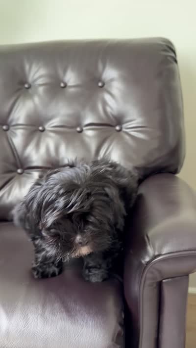 DYurman , a male Shorkie for sale in Jacksonville, FL – 7 of 7