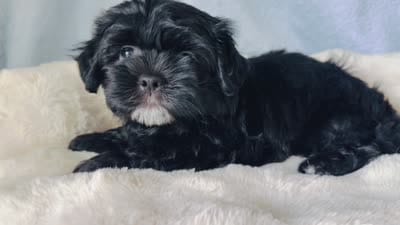 DYurman , a male Shorkie for sale in Jacksonville, FL – 4 of 4