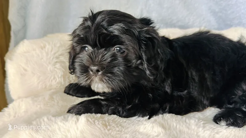 DYurman  – Shorkie puppy for sale in Jacksonville, FL