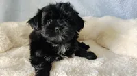 Apple, a female Shorkie for sale in Jacksonville, FL – 3 of 4