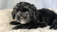 DYurman , a male Shorkie for sale in Jacksonville, FL – 2 of 4