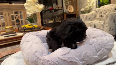 DYurman , a male Shorkie for sale in Jacksonville, FL – 2 of 7
