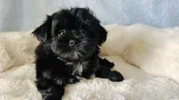 Apple, a female Shorkie for sale in Jacksonville, FL – 1 of 4