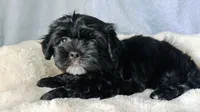 DYurman , a male Shorkie for sale in Jacksonville, FL – 3 of 4