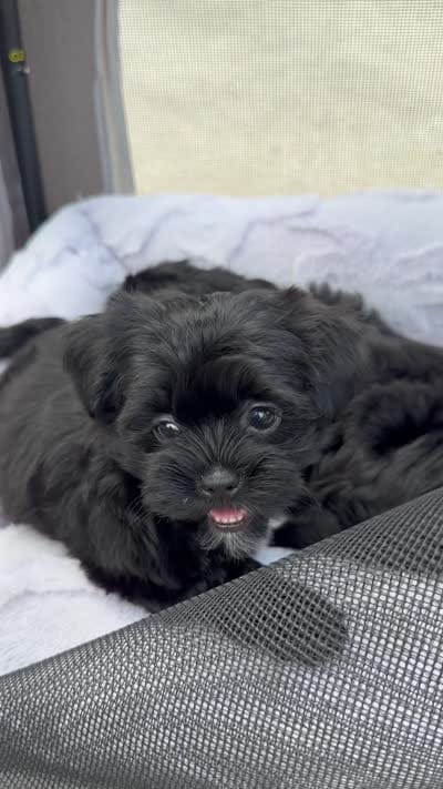 Apple, a female Shorkie for sale in Jacksonville, FL – 4 of 4