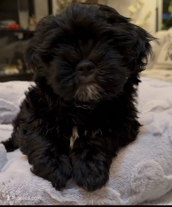 DYurman  – Shorkie puppy for sale in Jacksonville, FL