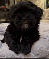 DYurman , a male Shorkie for sale in Jacksonville, FL – 1 of 7