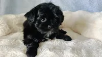Apple, a female Shorkie for sale in Jacksonville, FL – 2 of 4