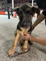 Skye, a female German Shepherd Dog for sale in Great Neck, NY – 2 of 5