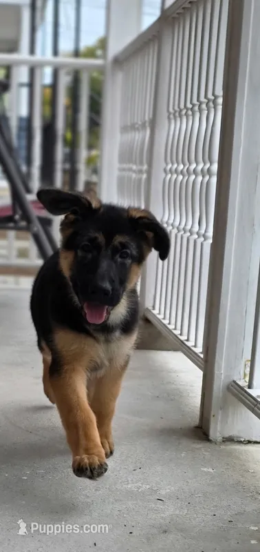 Skye – German Shepherd Dog puppy for sale in Great Neck, NY