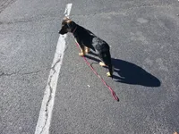 Skye, a female German Shepherd Dog for sale in Great Neck, NY – 5 of 5