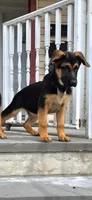 Skye, a female German Shepherd Dog for sale in Great Neck, NY – 3 of 5