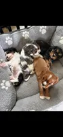 Basil (akc), a male Cavalier King Charles Spaniel for sale in Waterford, MI – 2 of 4
