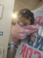 Clove akc, a female Cavalier King Charles Spaniel for sale in Waterford, MI – 4 of 4
