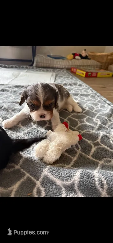 Basil (akc) – Cavalier King Charles Spaniel puppy for sale in Waterford, MI
