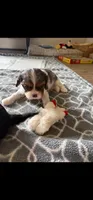 Basil (akc), a male Cavalier King Charles Spaniel for sale in Waterford, MI – 1 of 4