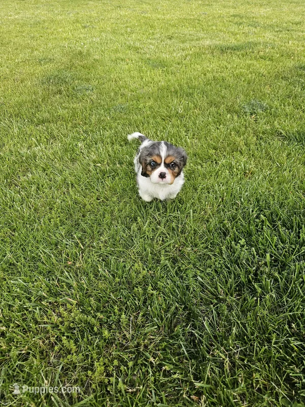 Basil (akc) – Cavalier King Charles Spaniel puppy for sale in Waterford, MI