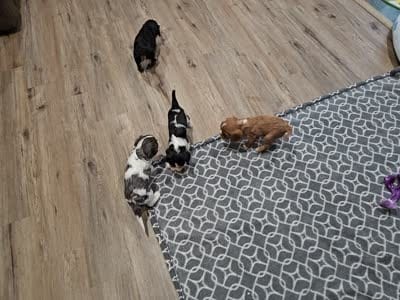 Basil (akc), a male Cavalier King Charles Spaniel for sale in Waterford, MI – 4 of 4