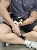 Nick (akc), a male Cavalier King Charles Spaniel for sale in Waterford, MI – 4 of 5