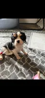 Nick (akc), a male Cavalier King Charles Spaniel for sale in Waterford, MI – 2 of 5
