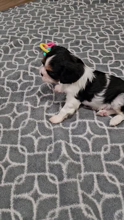 Nick (akc), a male Cavalier King Charles Spaniel for sale in Waterford, MI – 5 of 5