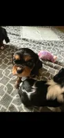 Clove akc, a female Cavalier King Charles Spaniel for sale in Waterford, MI – 2 of 4