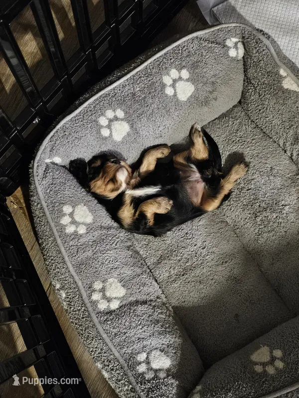 Clove akc – Cavalier King Charles Spaniel puppy for sale in Waterford, MI