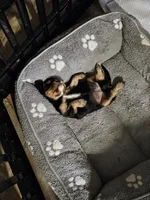 Clove akc, a female Cavalier King Charles Spaniel for sale in Waterford, MI – 1 of 4