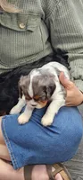 Basil (akc), a male Cavalier King Charles Spaniel for sale in Waterford, MI – 3 of 4