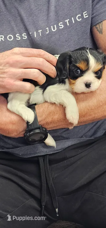 Nick (akc) – Cavalier King Charles Spaniel puppy for sale in Waterford, MI