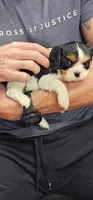 Nick (akc), a male Cavalier King Charles Spaniel for sale in Waterford, MI – 1 of 5
