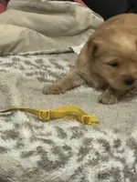 Yellow, a female Golden Retriever for sale in Royse City, TX – 3 of 3