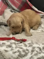 Red, a male Golden Retriever for sale in Royse City, TX – 3 of 3