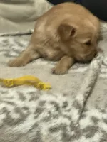 Yellow, a female Golden Retriever for sale in Royse City, TX – 2 of 3