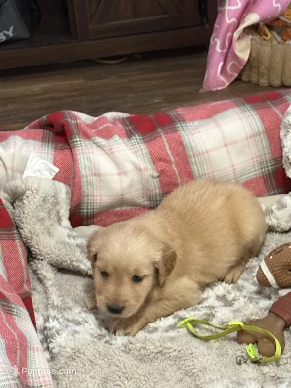 Green – Golden Retriever puppy for sale in Royse City, TX