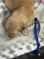 Blue, a male Golden Retriever for sale in Royse City, TX – 3 of 3