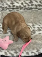 Pink, a female Golden Retriever for sale in Royse City, TX – 2 of 3