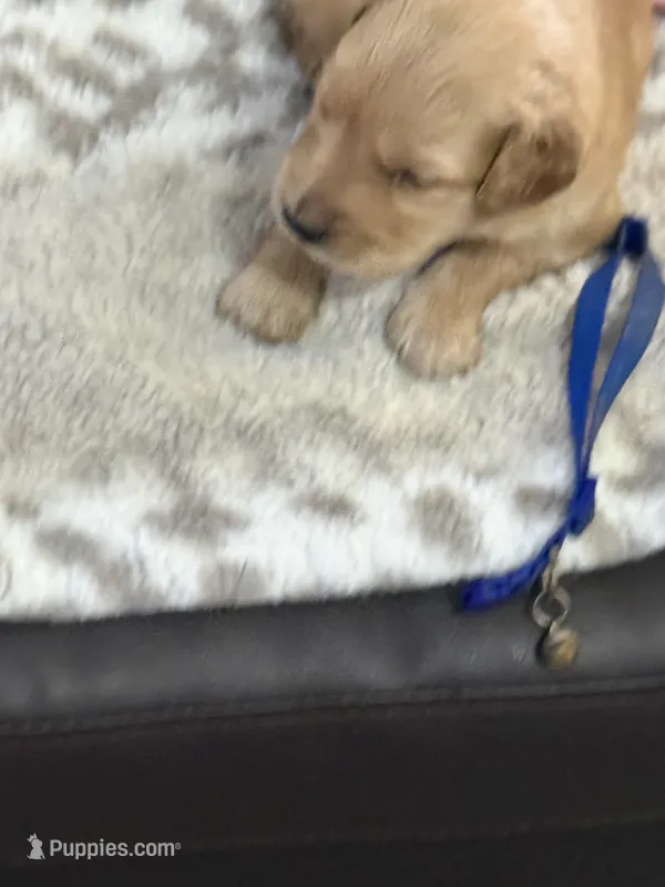 Blue – Golden Retriever puppy for sale in Royse City, TX