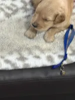 Blue, a male Golden Retriever for sale in Royse City, TX – 1 of 3