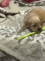 Green, a male Golden Retriever for sale in Royse City, TX – 2 of 2