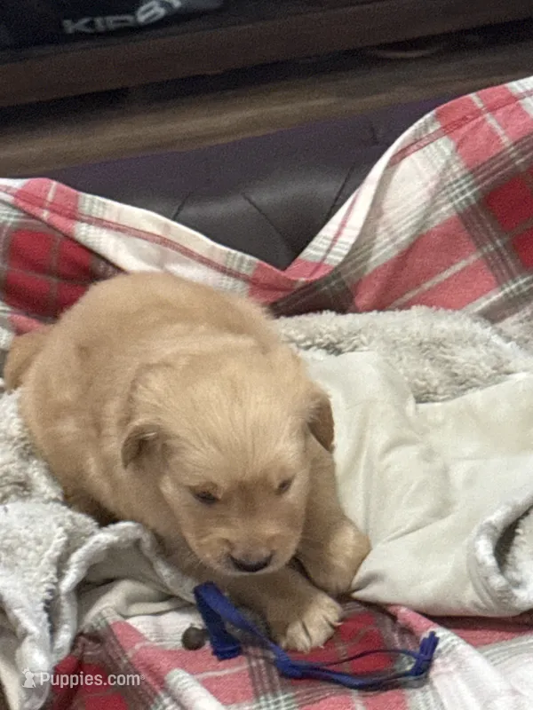 Blue – Golden Retriever puppy for sale in Royse City, TX