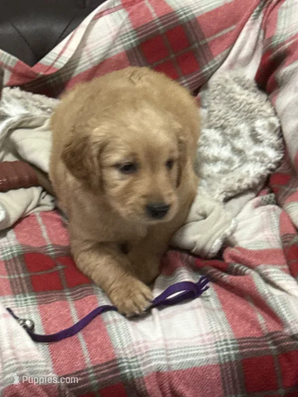 Purple – Golden Retriever puppy for sale in Royse City, TX