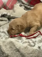 Red, a male Golden Retriever for sale in Royse City, TX – 2 of 3
