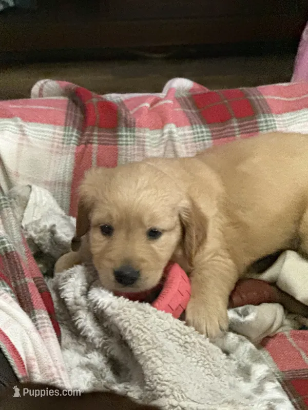 White – Golden Retriever puppy for sale in Royse City, TX