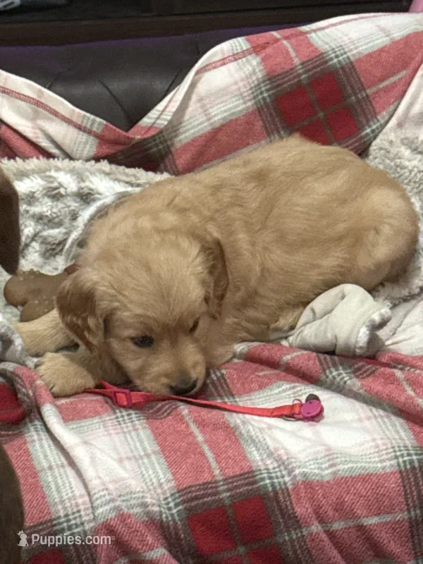 Pink – Golden Retriever puppy for sale in Royse City, TX