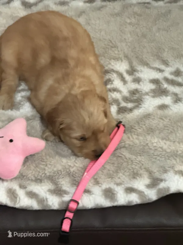 Pink – Golden Retriever puppy for sale in Royse City, TX
